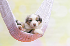 Australian Shepherd Puppy