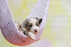 Australian Shepherd Puppy