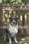 sitting Australian Shepherd