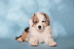 Australian Shepherd Puppy