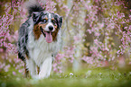 Australian Shepherd
