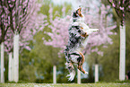 jumping Australian Shepherd