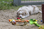 Australian Shepherd Puppy