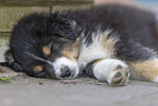 Australian Shepherd Puppy