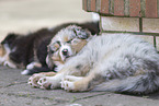 Australian Shepherd Puppies