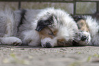 Australian Shepherd Puppies