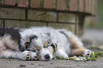 Australian Shepherd Puppy