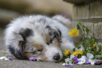 Australian Shepherd Puppy