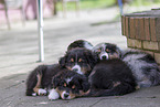 Australian Shepherd Puppies