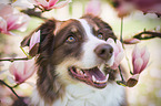 female Australian Shepherd