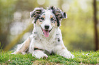 young Australian Shepherd