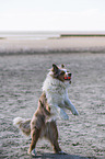 playing Australian Shepherd