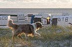 walking Australian Shepherd