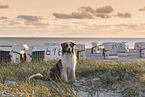 sitting Australian Shepherd