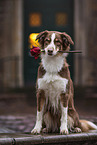 sitting Australian Shepherd