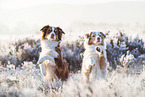 2 Australian Shepherds