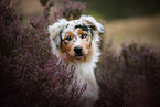 Australian Shepherd Portrait