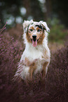 sitting Australian Shepherd