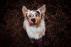 Australian Shepherd Portrait