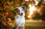 Australian Shepherd Portrait