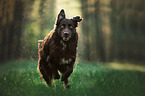 Australian Shepherd