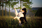 begging Australian Shepherd