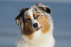 Australian Shepherd Portrait