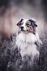 Australian Shepherd Portrait