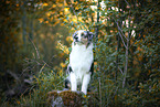 sitting Australian Shepherd