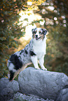 standing Australian Shepherd
