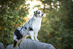standing Australian Shepherd