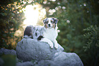 lying Australian Shepherd