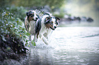 Australian Shepherd