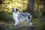 standing Australian Shepherd