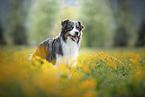 Australian Shepherd stands in flower meadow