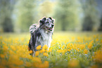 Australian Shepherd stands in flower meadow