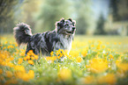 Australian Shepherd stands in flower meadow