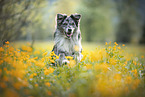 running Australian Shepherd
