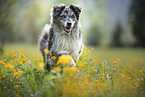 running Australian Shepherd