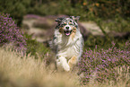 running Australian Shepherd