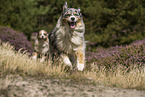 Australian Shepherds