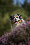 Australian Shepherd Portrait