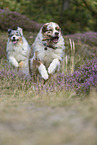 Australian Shepherds