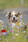 Australian Shepherd Portrait