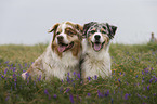 Australian Shepherds