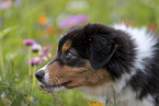 Australian Shepherd Portrait