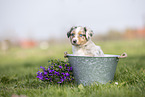 Australian Shepherd Puppy