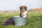 Australian Shepherd Puppy