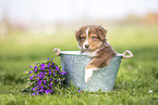 Australian Shepherd Puppy