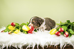 Australian Shepherd Puppy